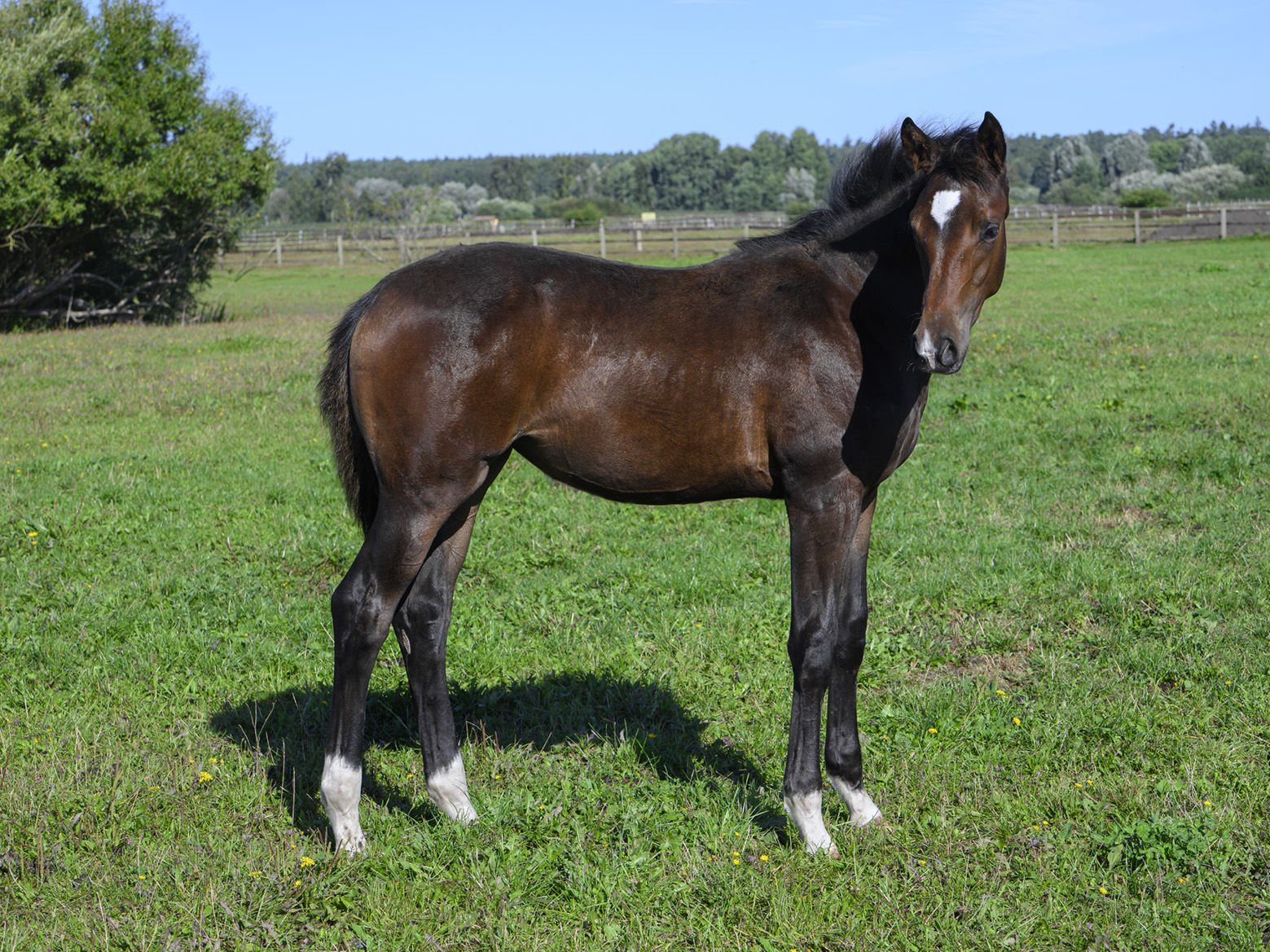 Gestütsführung bei den Bernsteinreitern